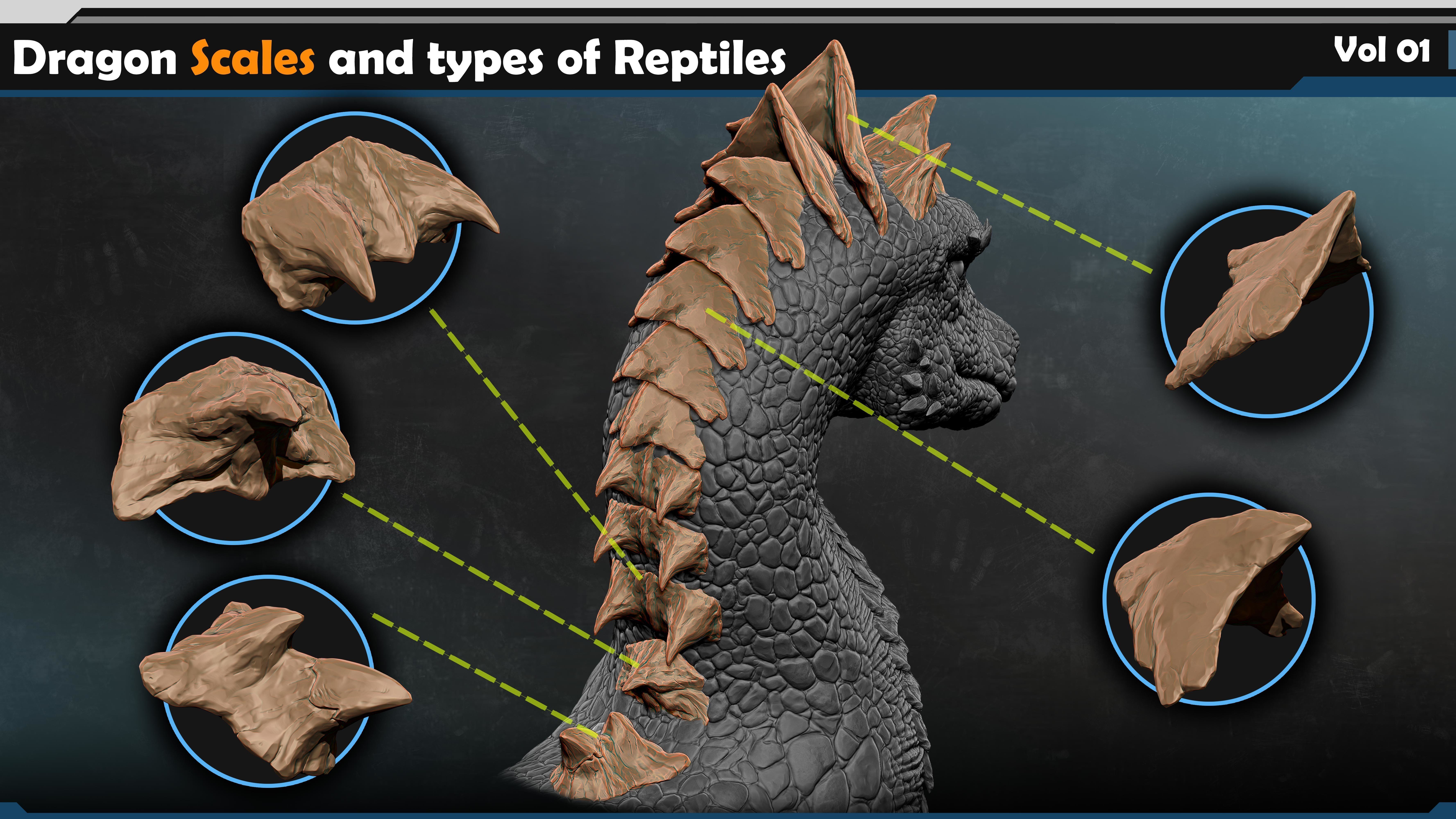 Dragon scales-types of reptiles Vol 01 3D model_3