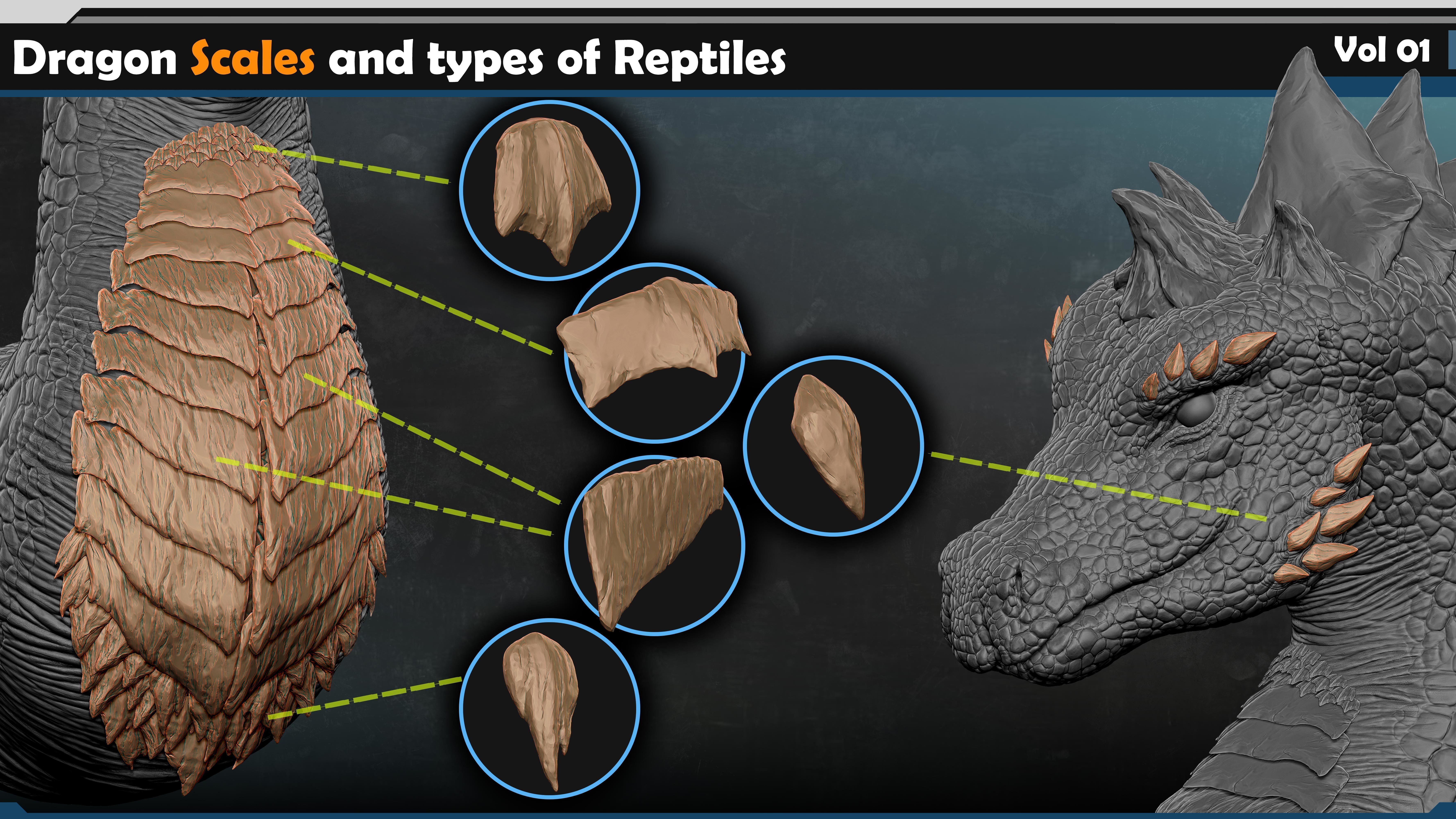 Dragon scales-types of reptiles Vol 01 3D model_2
