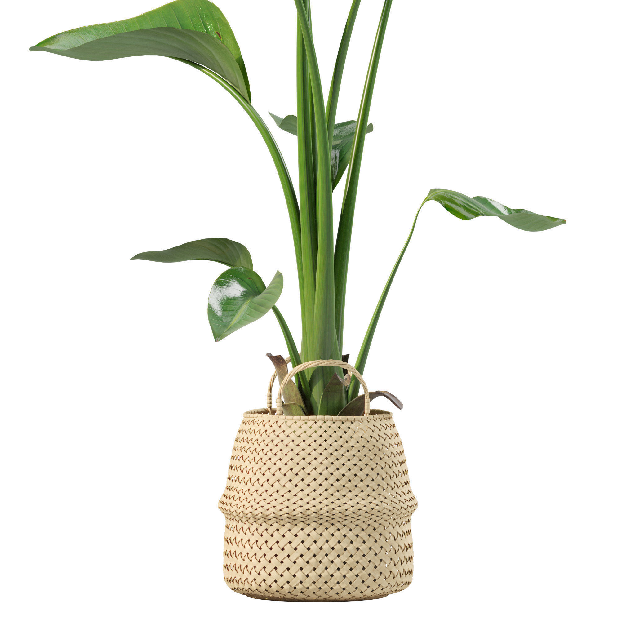 20 Photorealistic Flowers for Interiors - set 201 211 213 219 3D Model Collection_22