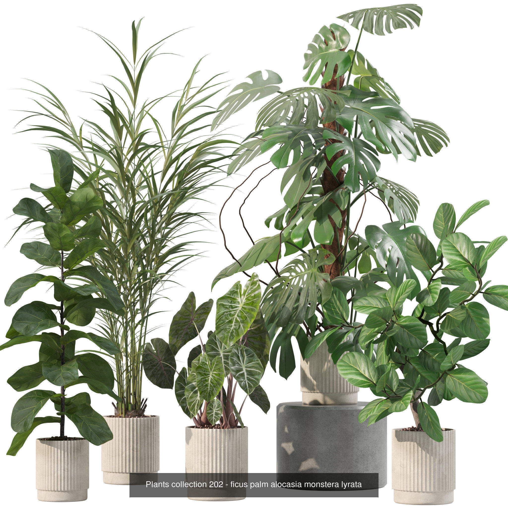 20 Photorealistic Flowers for Interiors - set 202 204 216 219 3D Model Collection_6