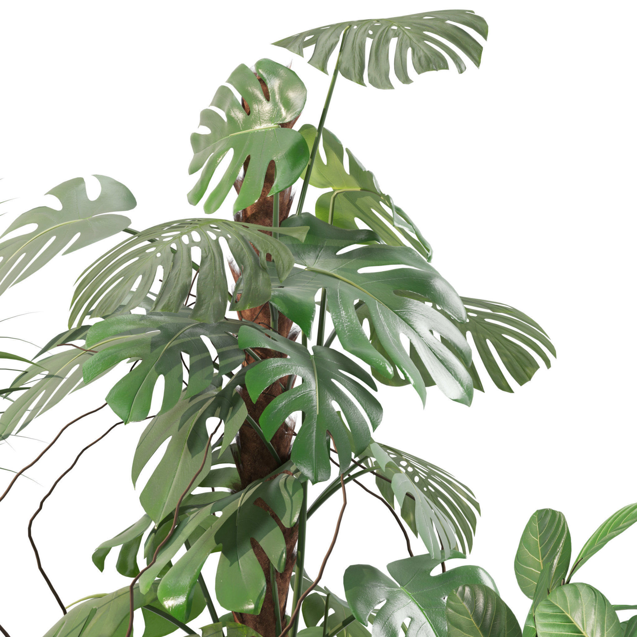 20 Photorealistic Flowers for Interiors - set 201 205 207 209 3D Model Collection_16