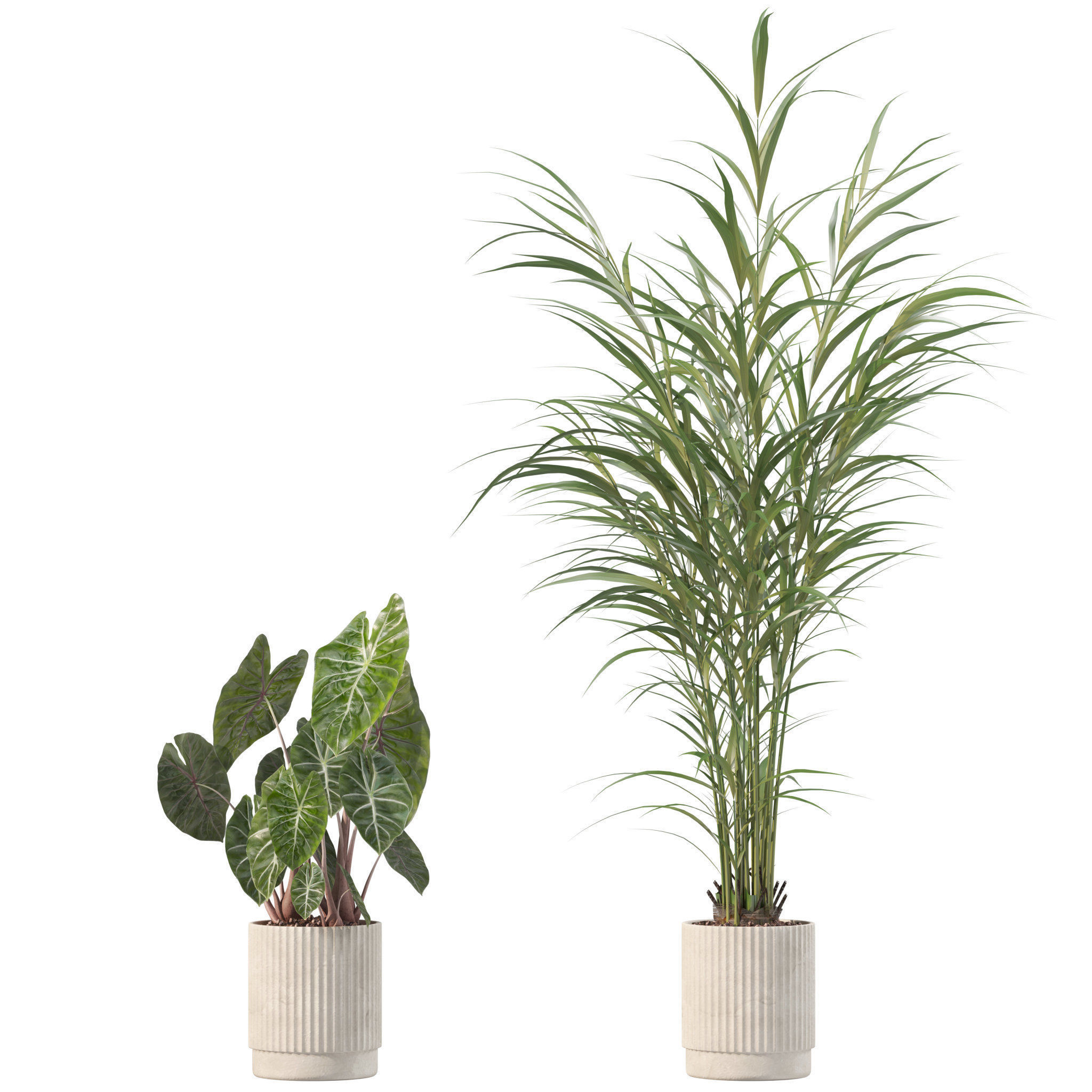 20 Photorealistic Flowers for Interiors - set 201 205 207 209 3D Model Collection_15