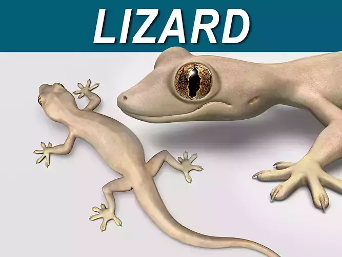 Lizard 3D model