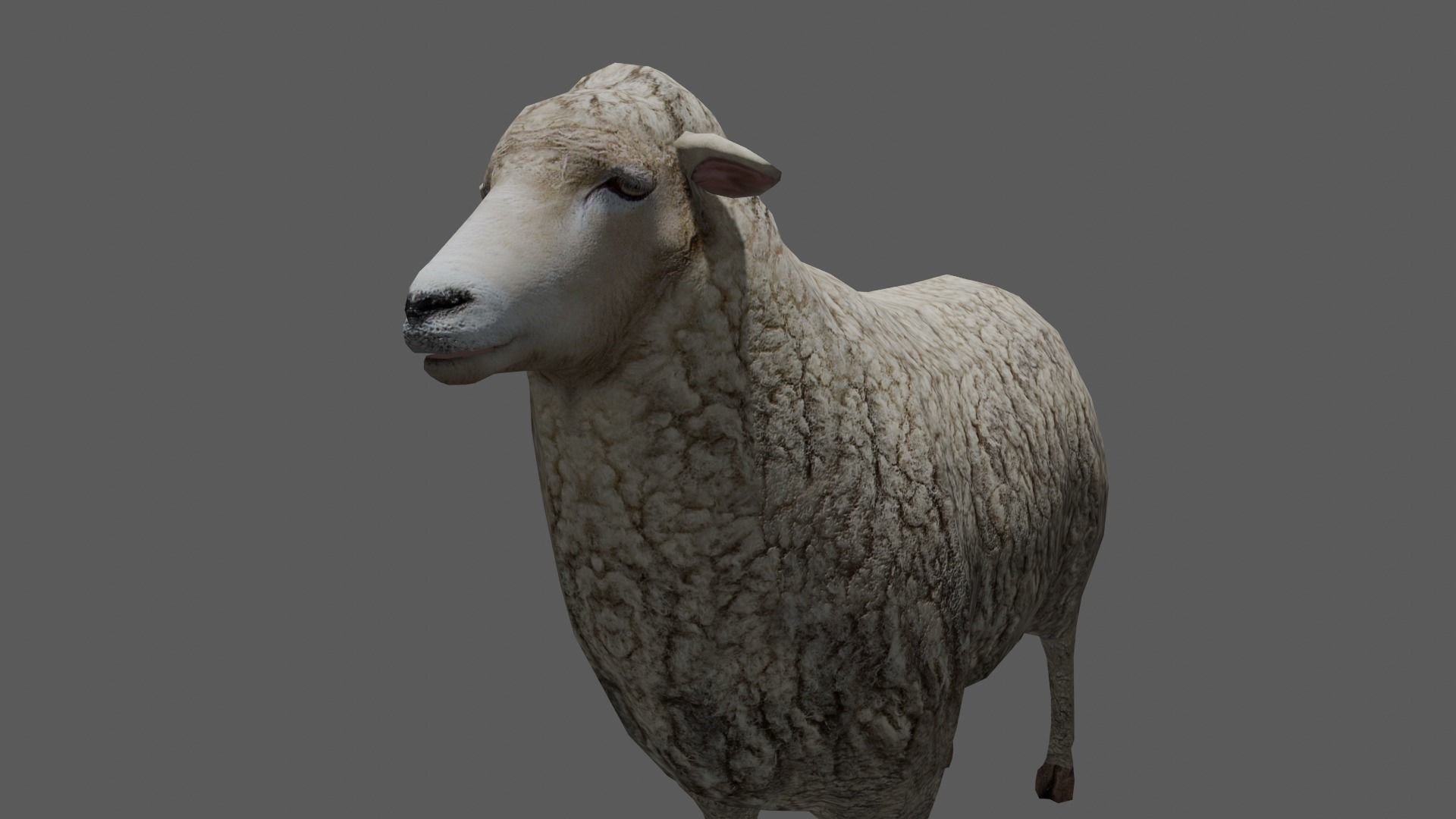 Animated Sheep 3D Model Low-poly 3D model_2