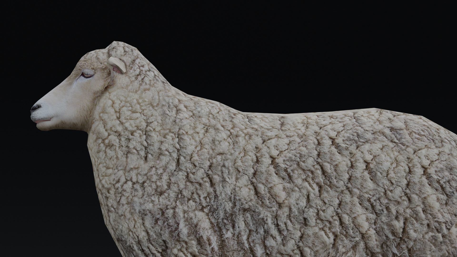 Animated Sheep 3D Model Low-poly 3D model_14
