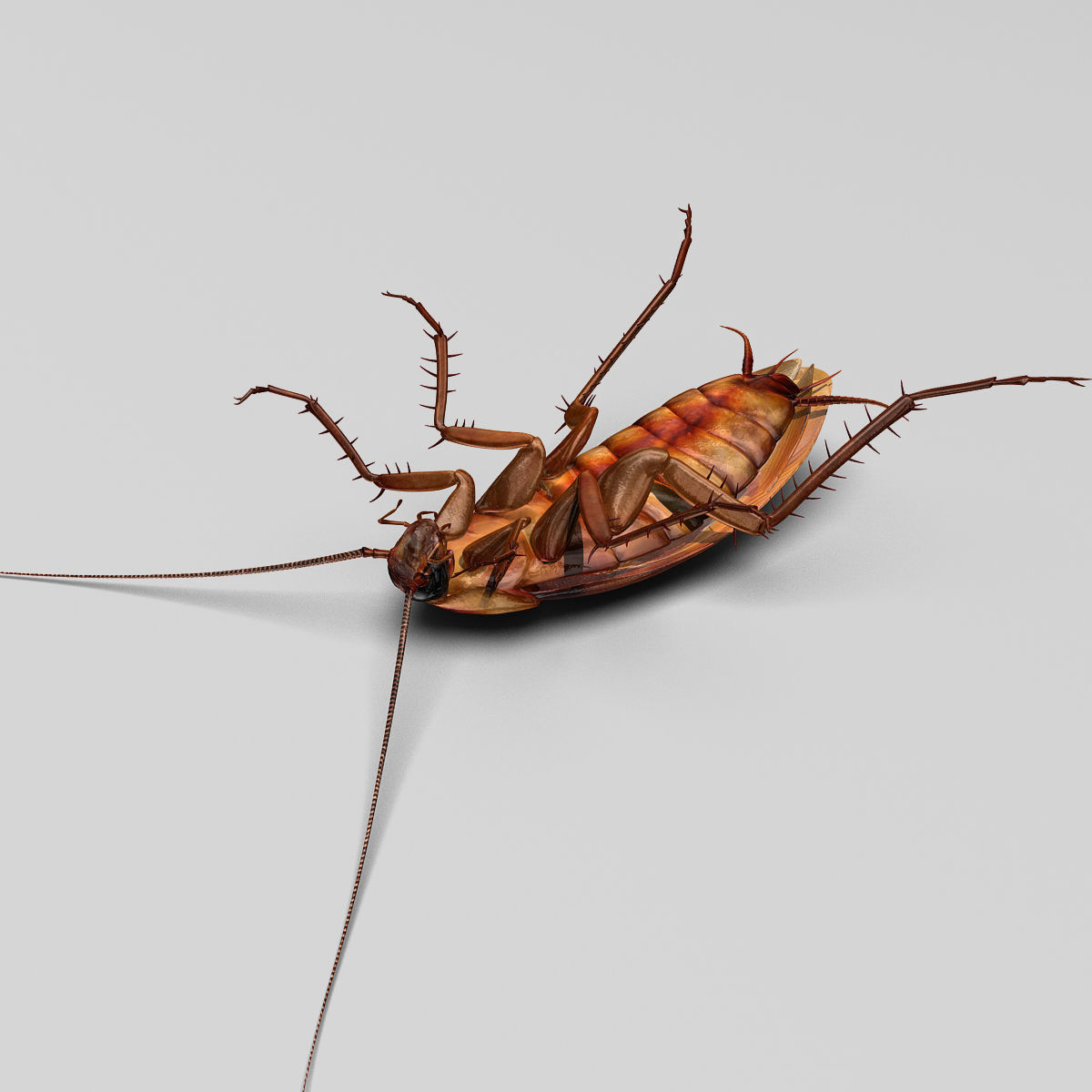 Cockroach 3D model_10