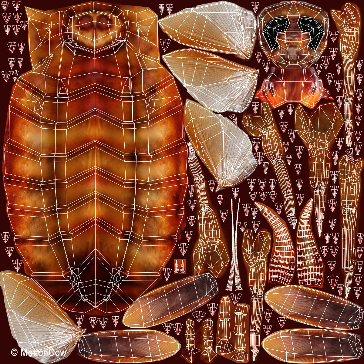Cockroach 3D model_19
