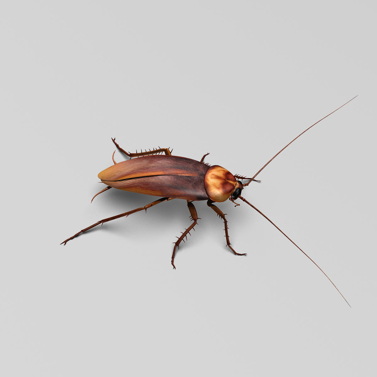 Cockroach 3D model_12