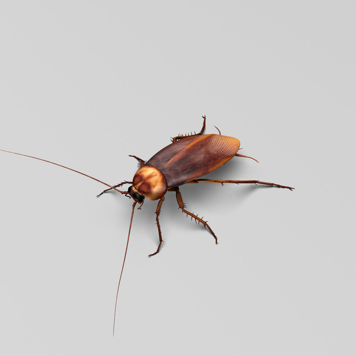 Cockroach 3D model_5