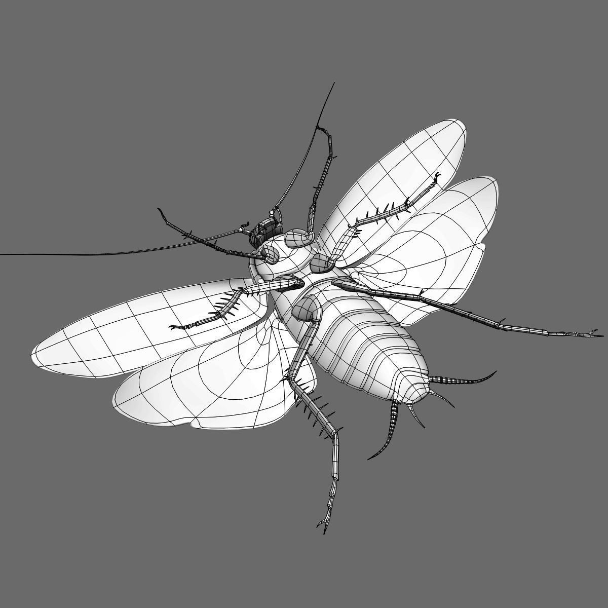 Cockroach 3D model_16