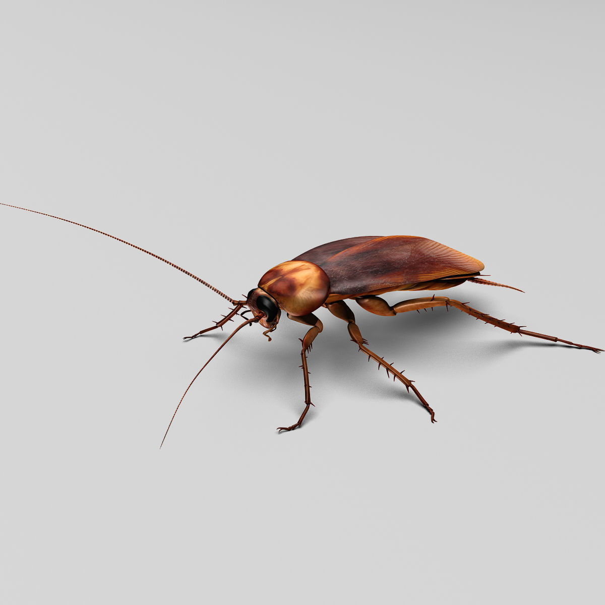 Cockroach 3D model_2