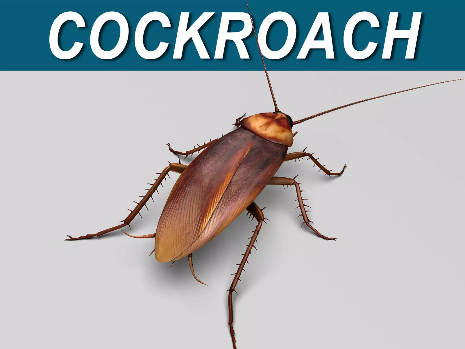 Cockroach 3D model_0