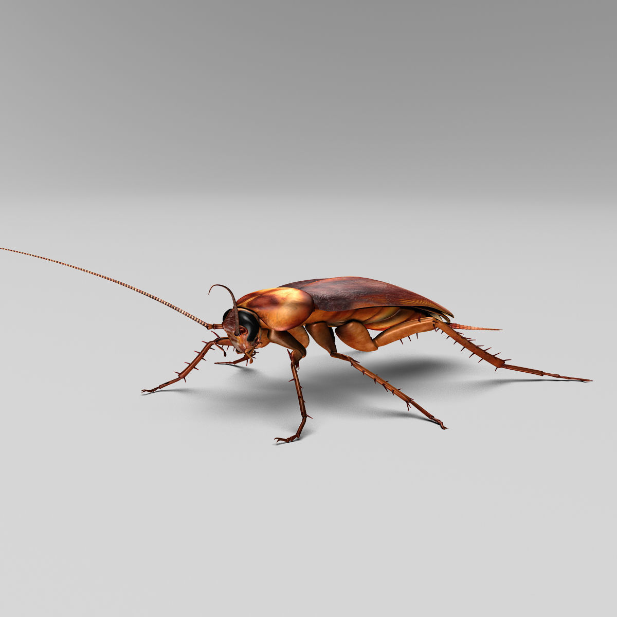Cockroach 3D model_6