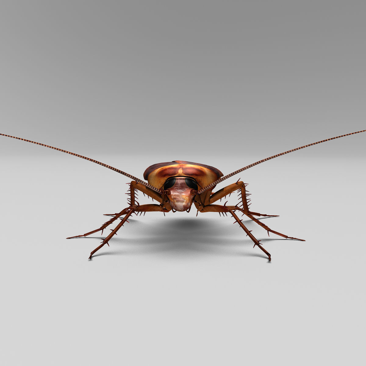 Cockroach 3D model_7