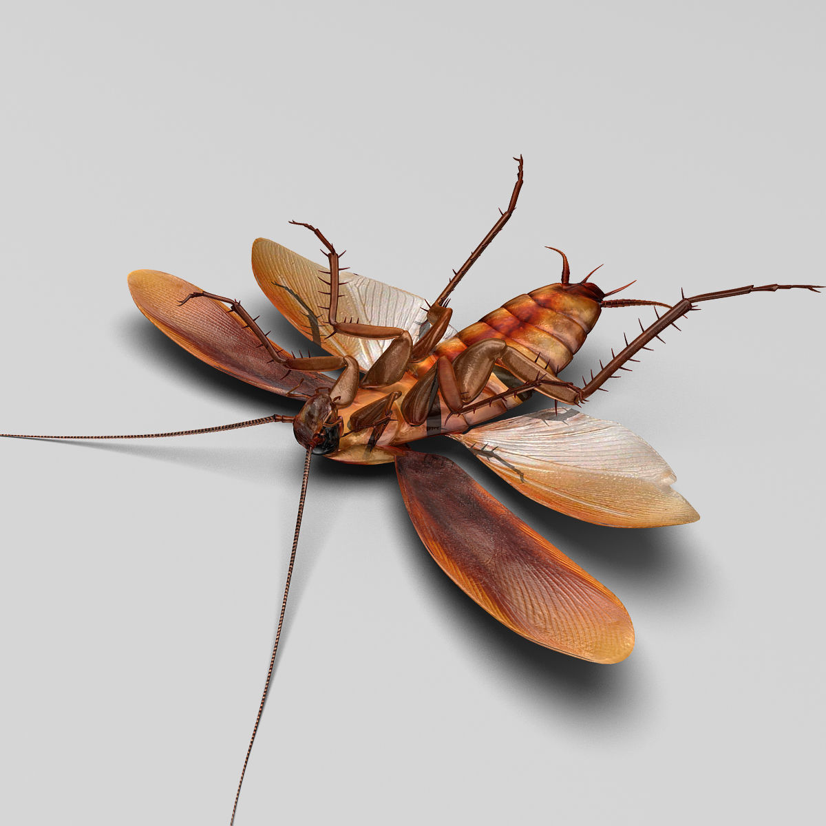 Cockroach 3D model_9