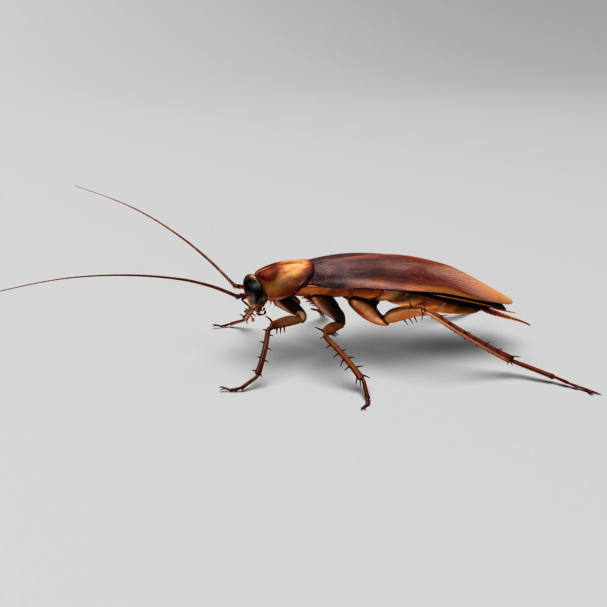 Cockroach 3D model_3