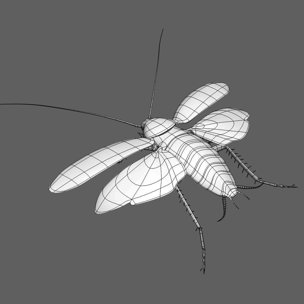 Cockroach 3D model_17