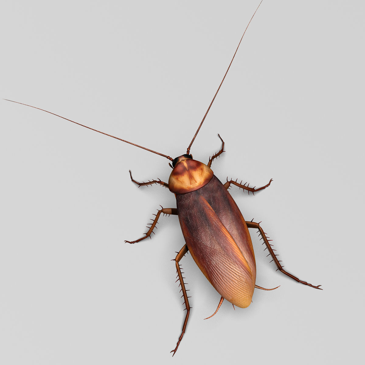 Cockroach 3D model_4