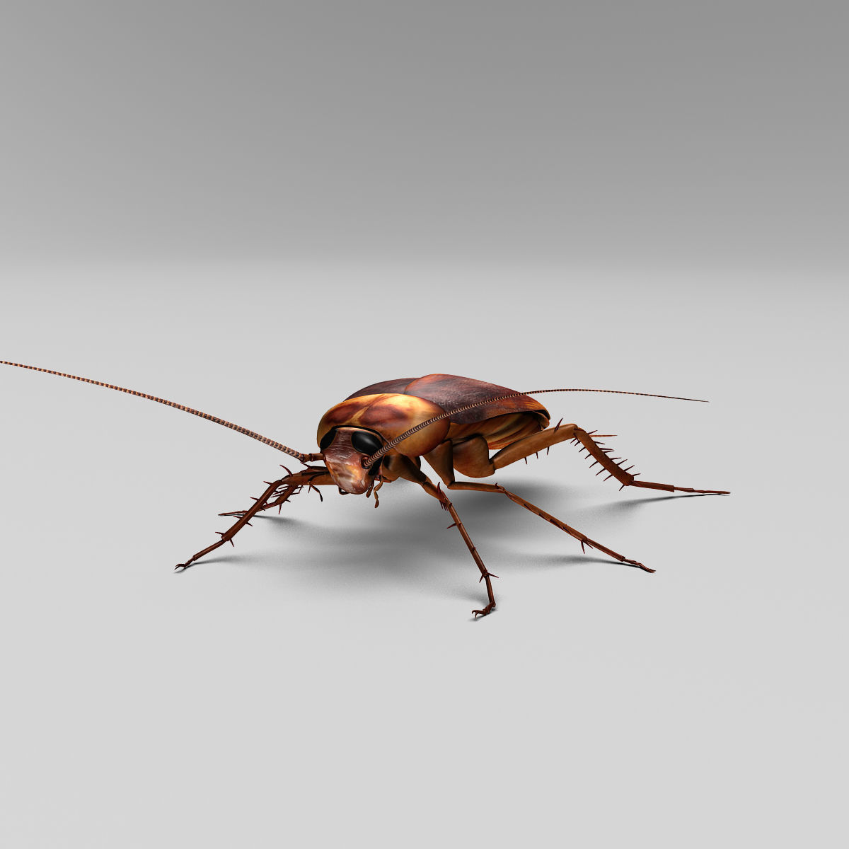 Cockroach 3D model_14