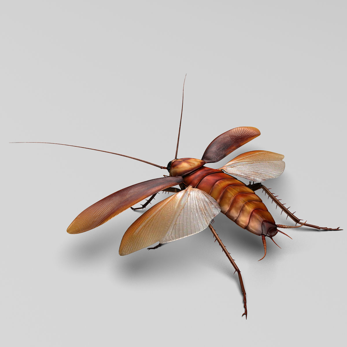 Cockroach 3D model_8