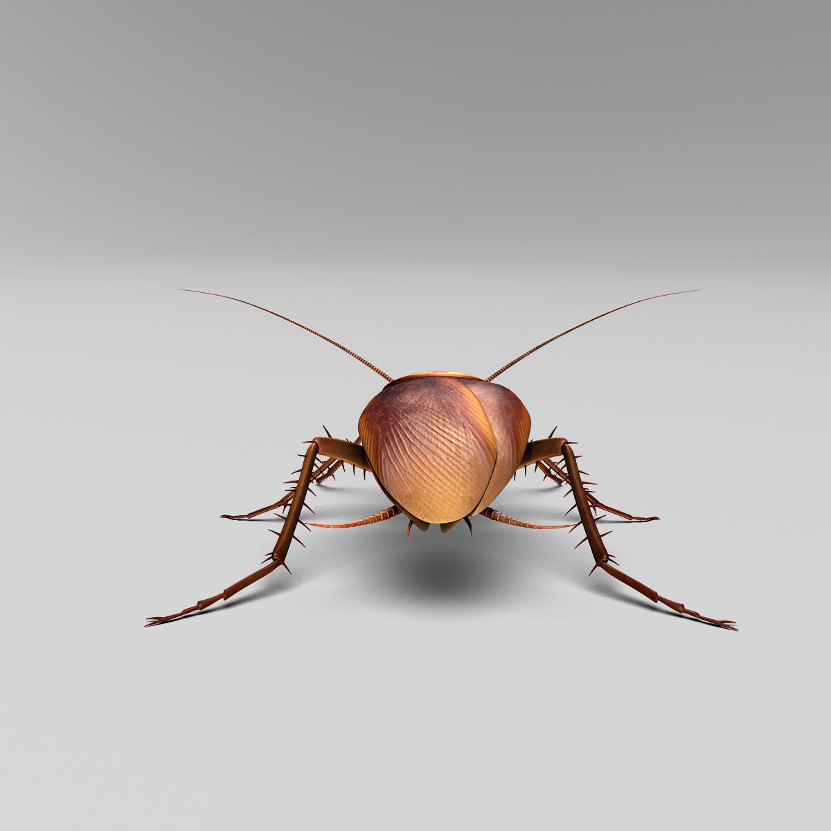 Cockroach 3D model_15