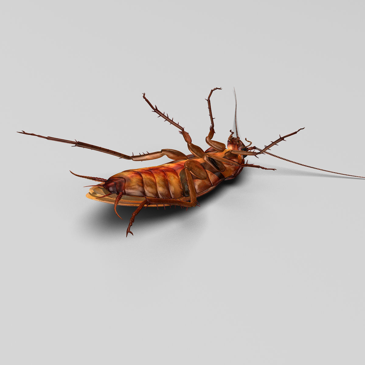 Cockroach 3D model_11