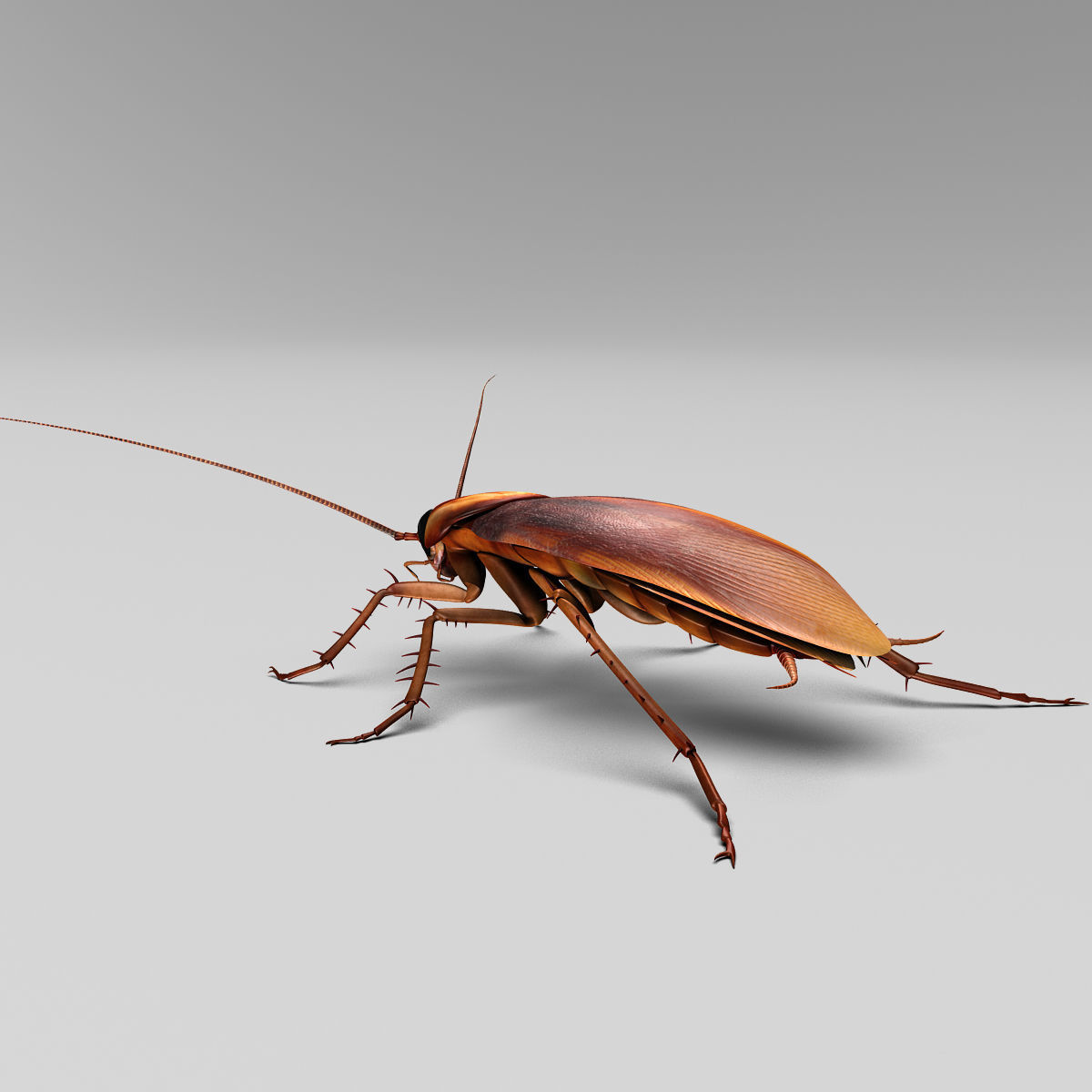Cockroach 3D model_13