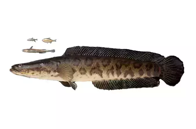 Freshwater Fish Pack 3D model