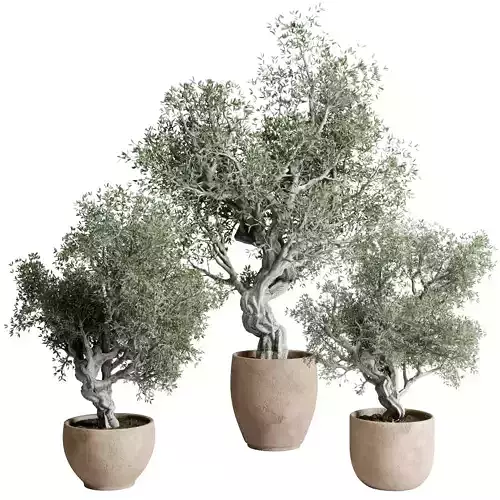 Bonsai olive old tree - indoor Plants 512
