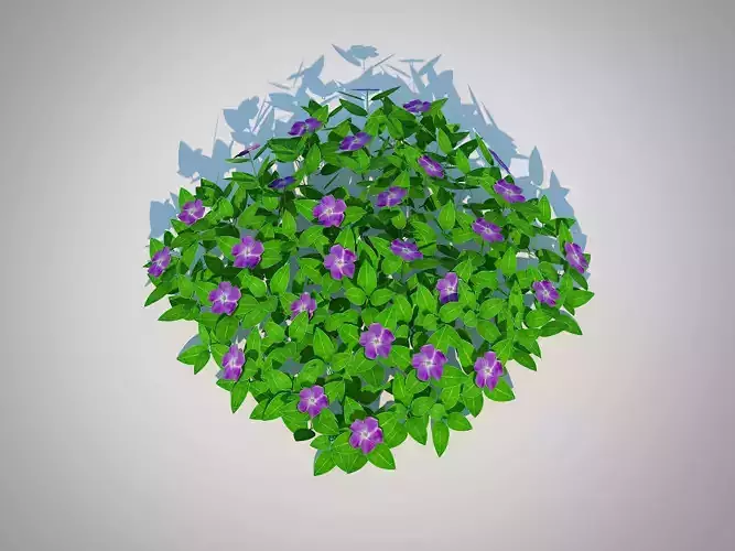 Plant Vinca - Periwinkle Groundcover Low-poly 3D model