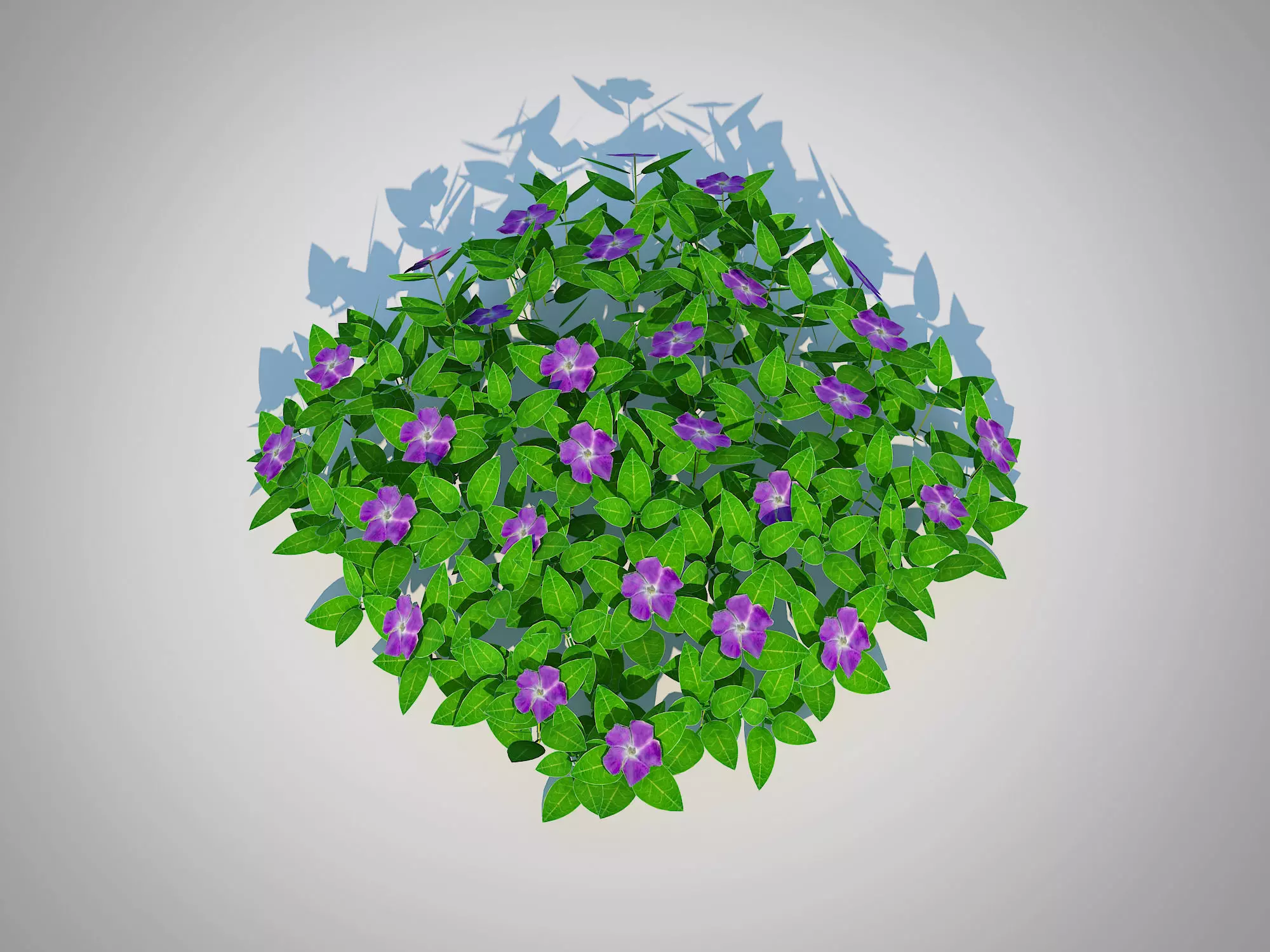 Plant Vinca - Periwinkle Groundcover Low-poly 3D model