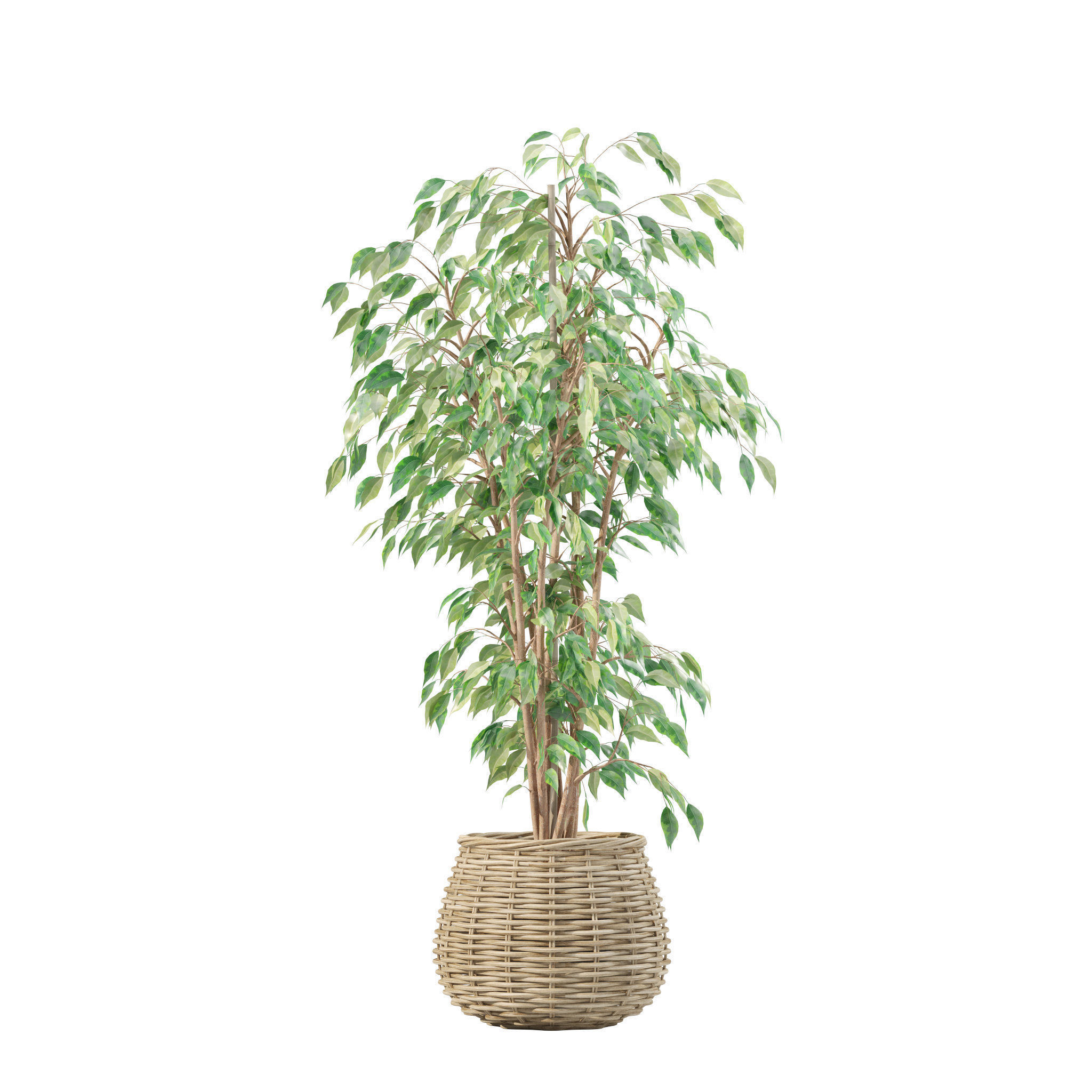 20 Photorealistic Flowers for Interiors - set 202 206 210 212 3D Model Collection_24