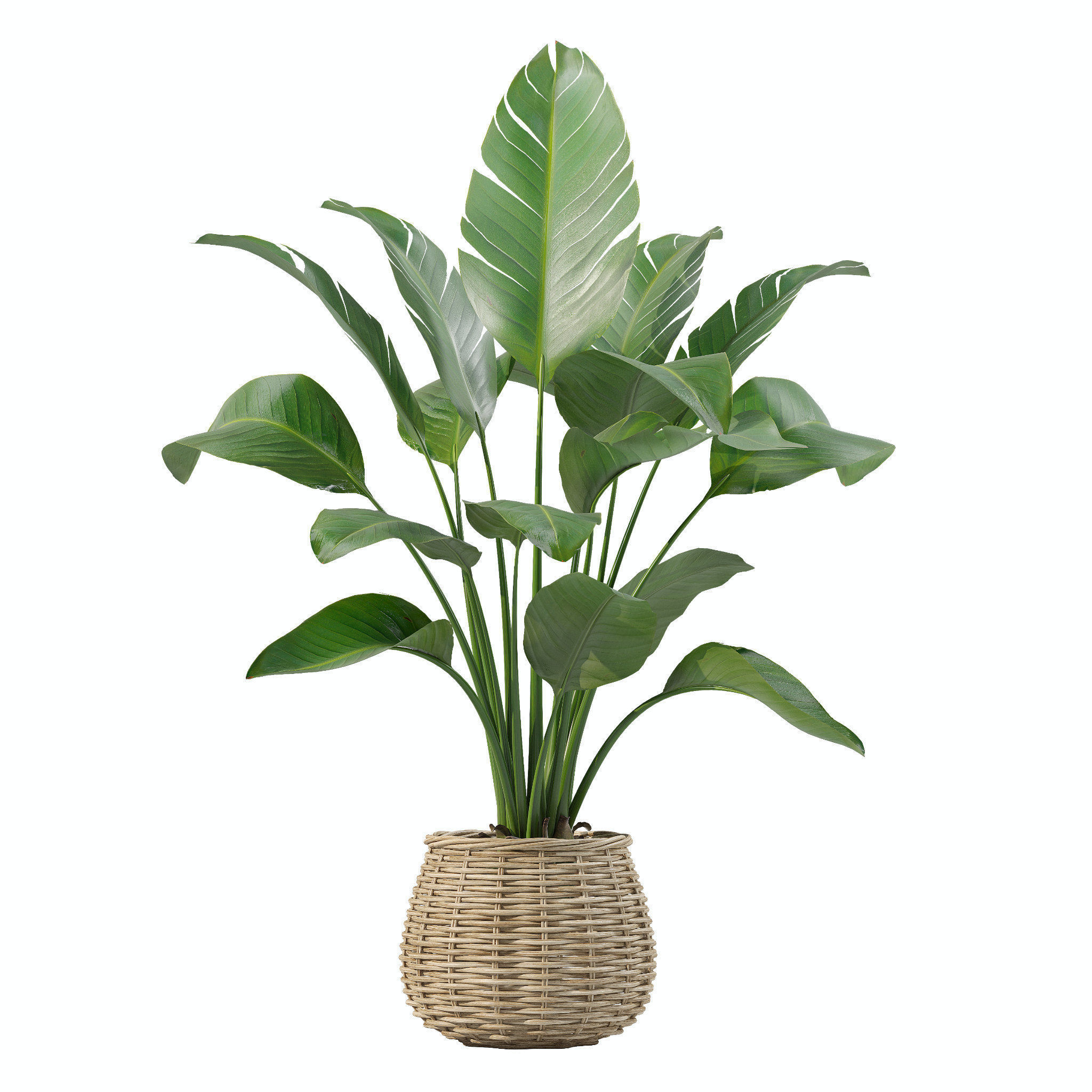 20 Photorealistic Flowers for Interiors - set 202 206 210 212 3D Model Collection_21