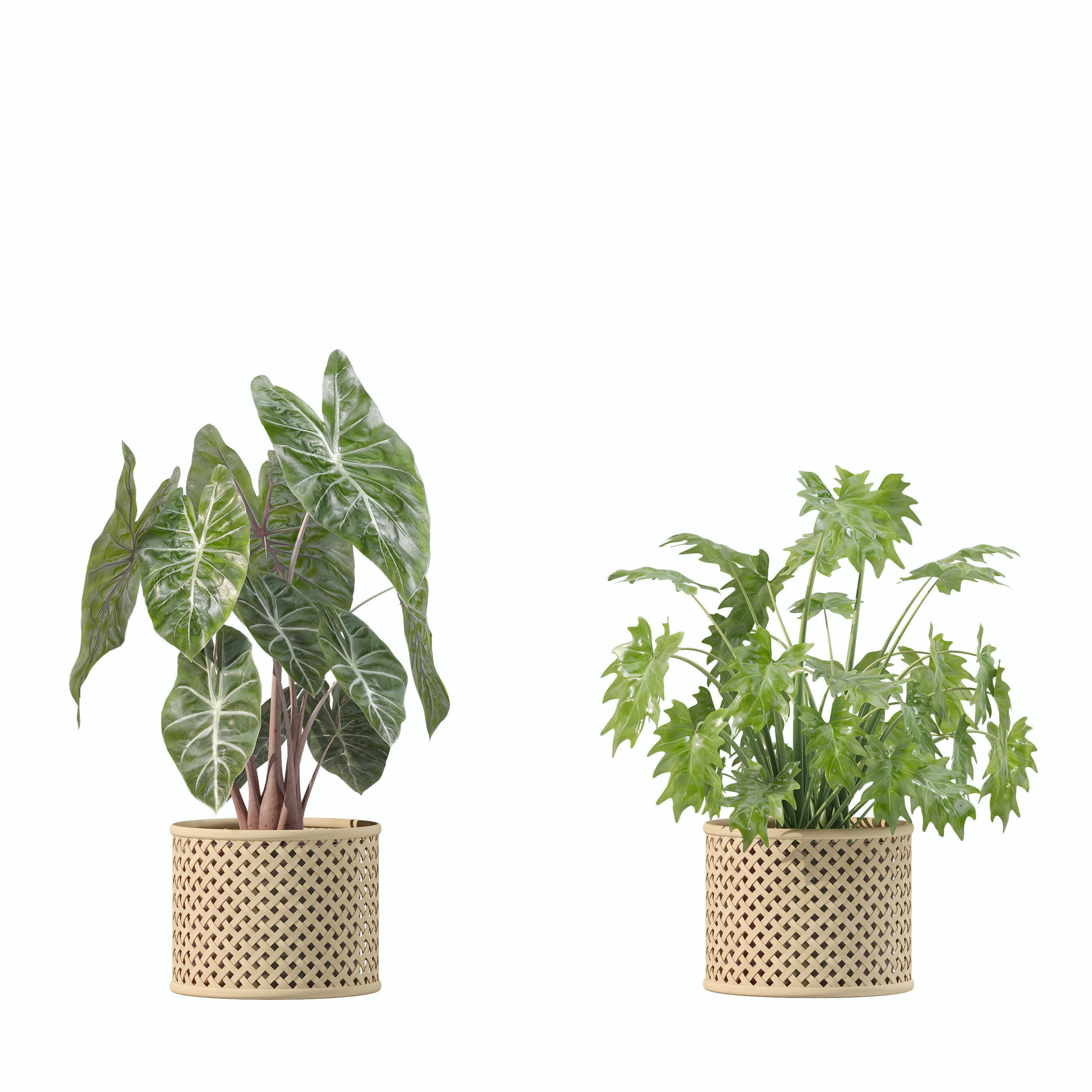 20 Photorealistic Flowers for Interiors - set 202 206 210 213 3D Model Collection_21