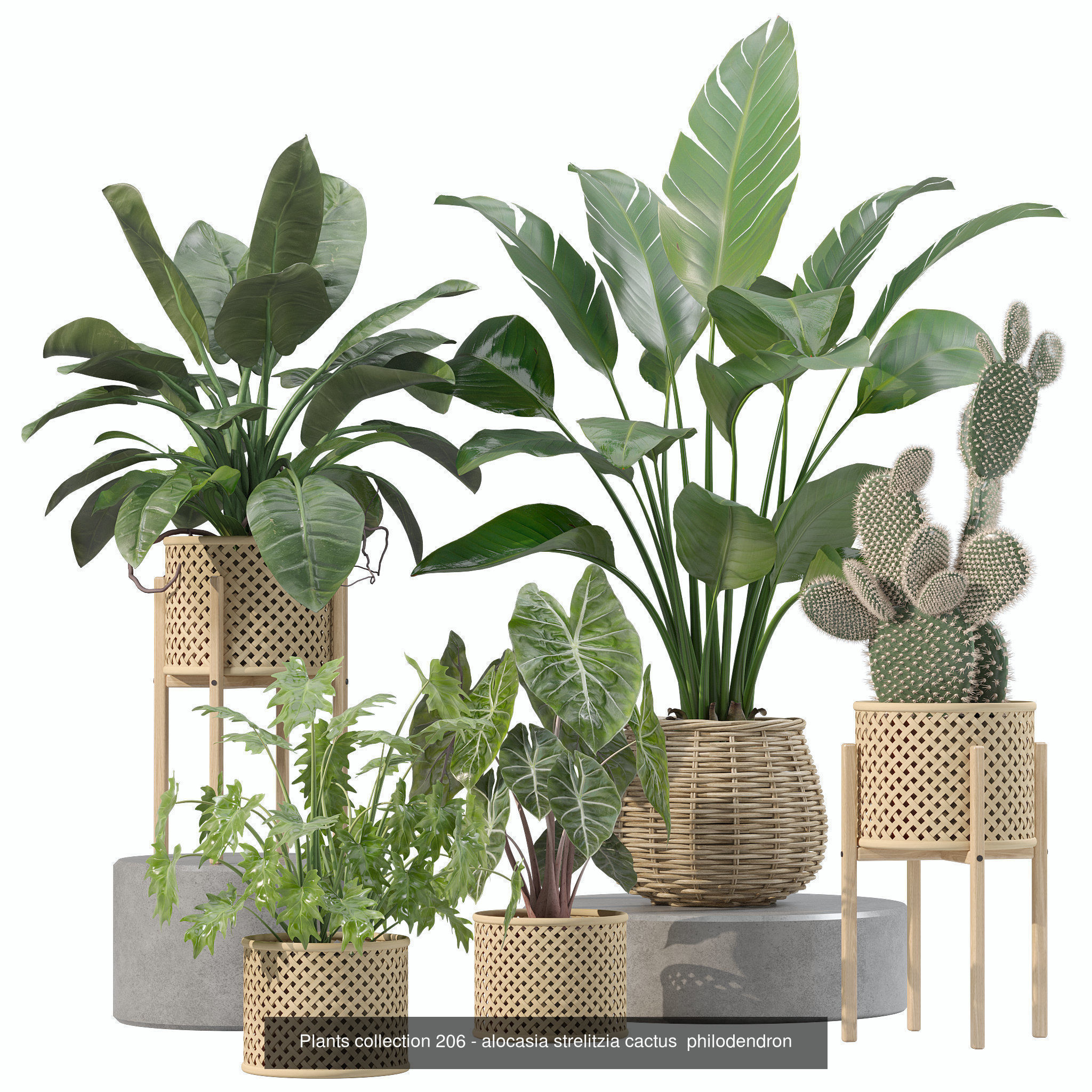 20 Photorealistic Flowers for Interiors - set 202 206 210 214 3D Model Collection_7