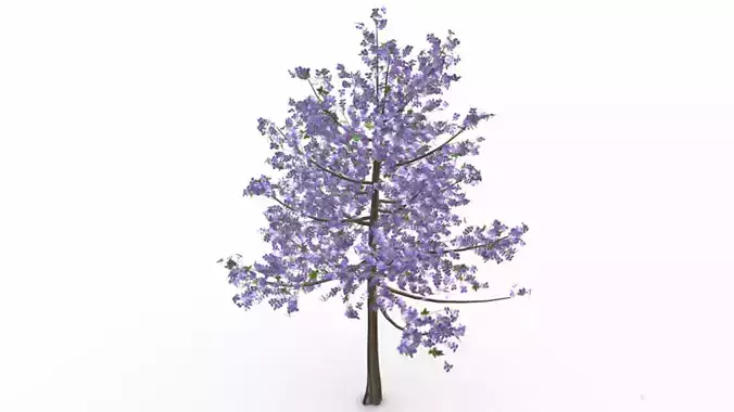 Tree purple color flower