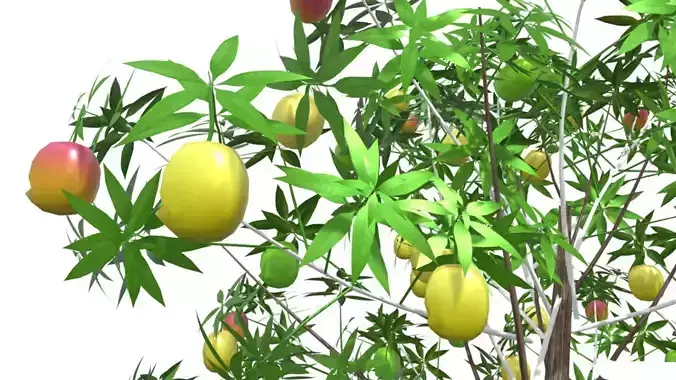 Mango tree 