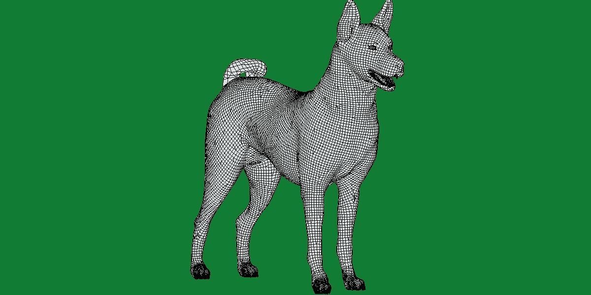 Basenji Dog 3D model_13