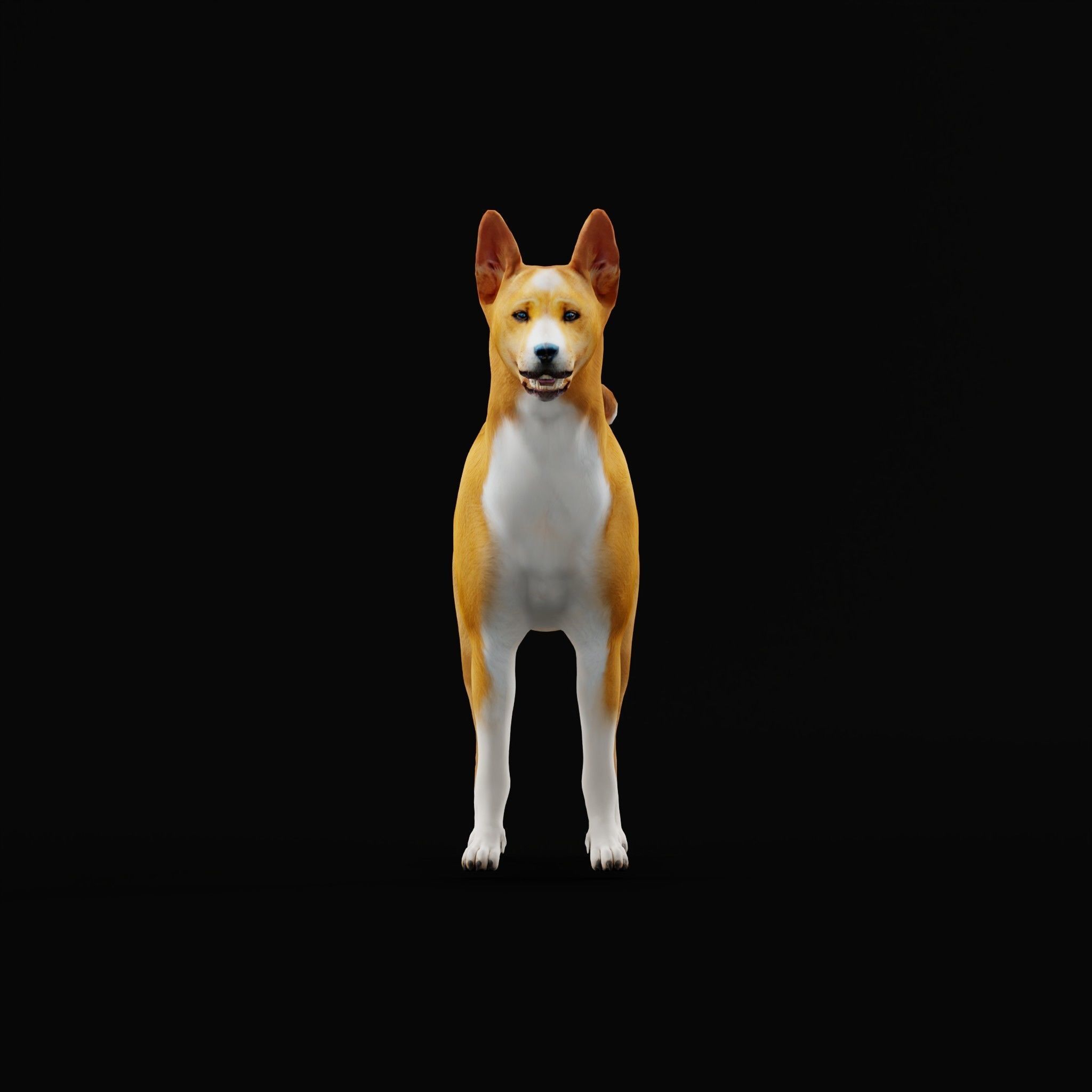 Basenji Dog 3D model_33