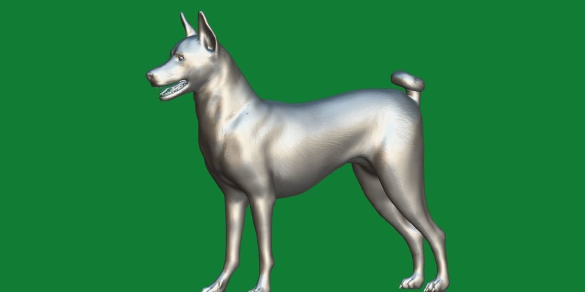 Basenji Dog 3D model_11