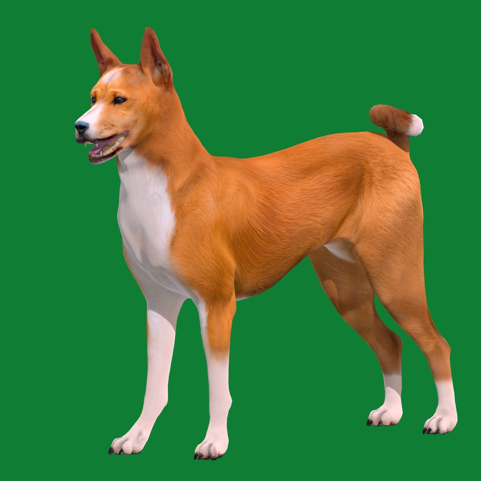 Basenji Dog 3D model_18