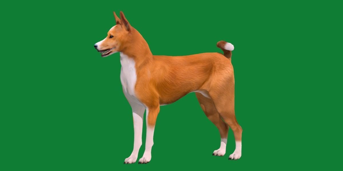 Basenji Dog 3D model_27