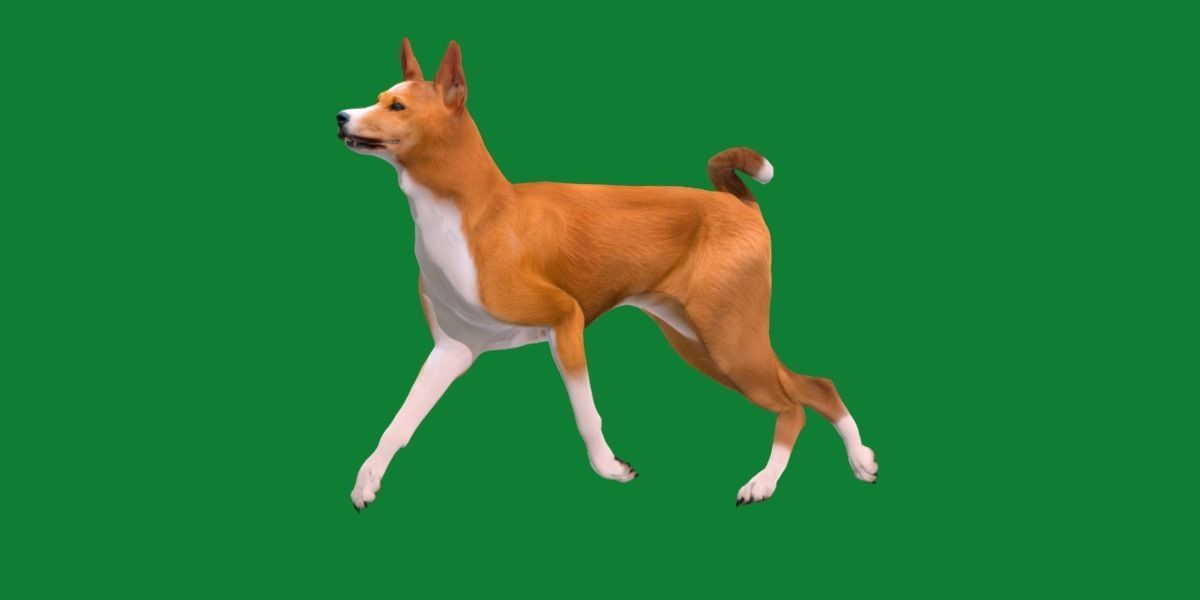 Basenji Dog 3D model_15