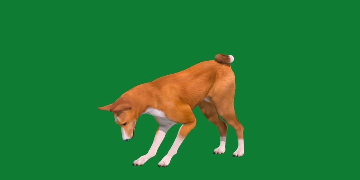 Basenji Dog 3D model_4