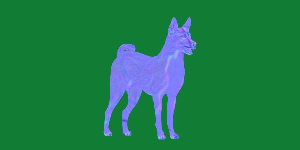 Basenji Dog 3D model_5