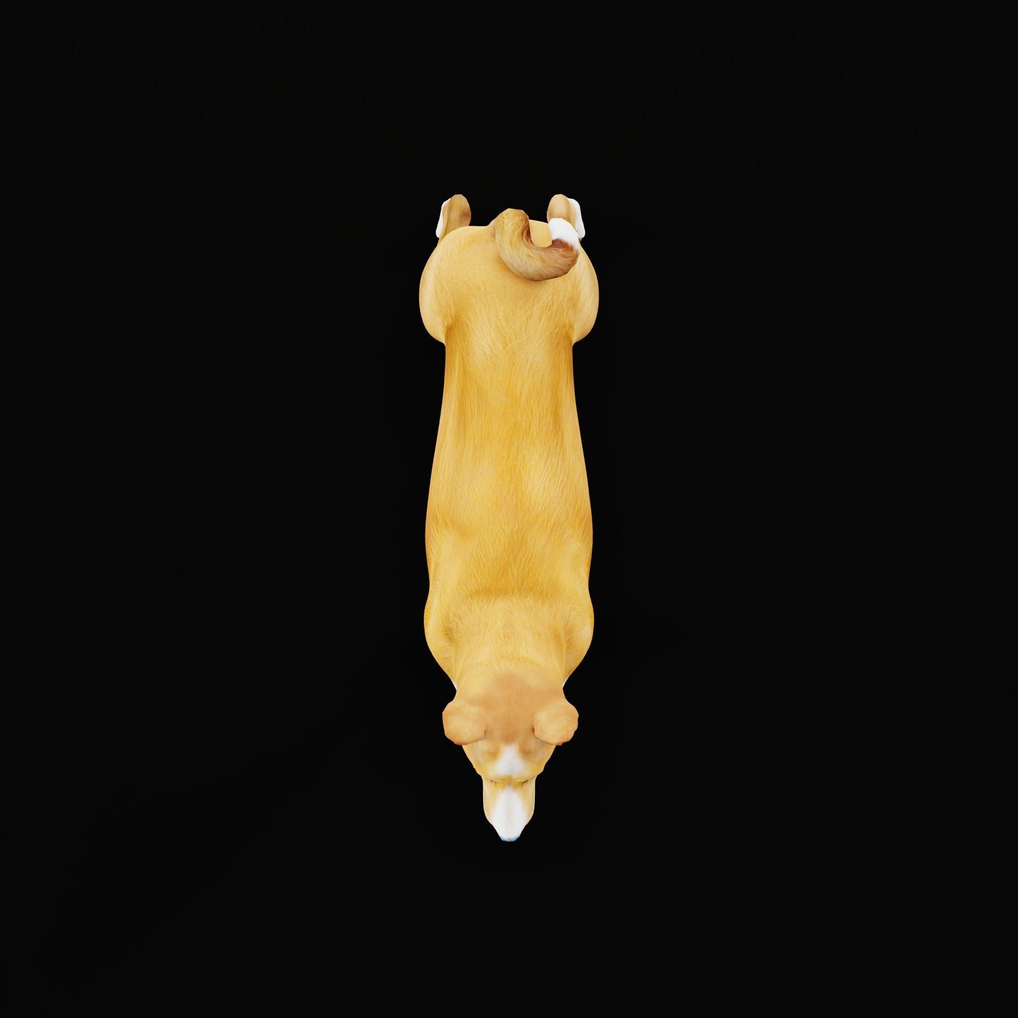 Basenji Dog 3D model_32