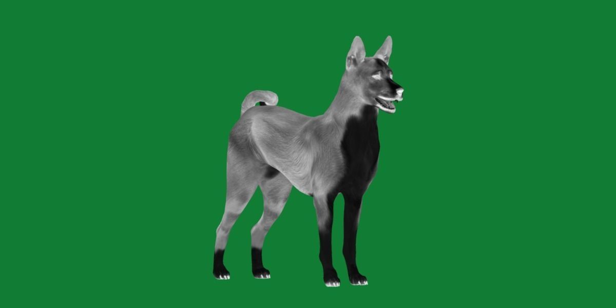Basenji Dog 3D model_6