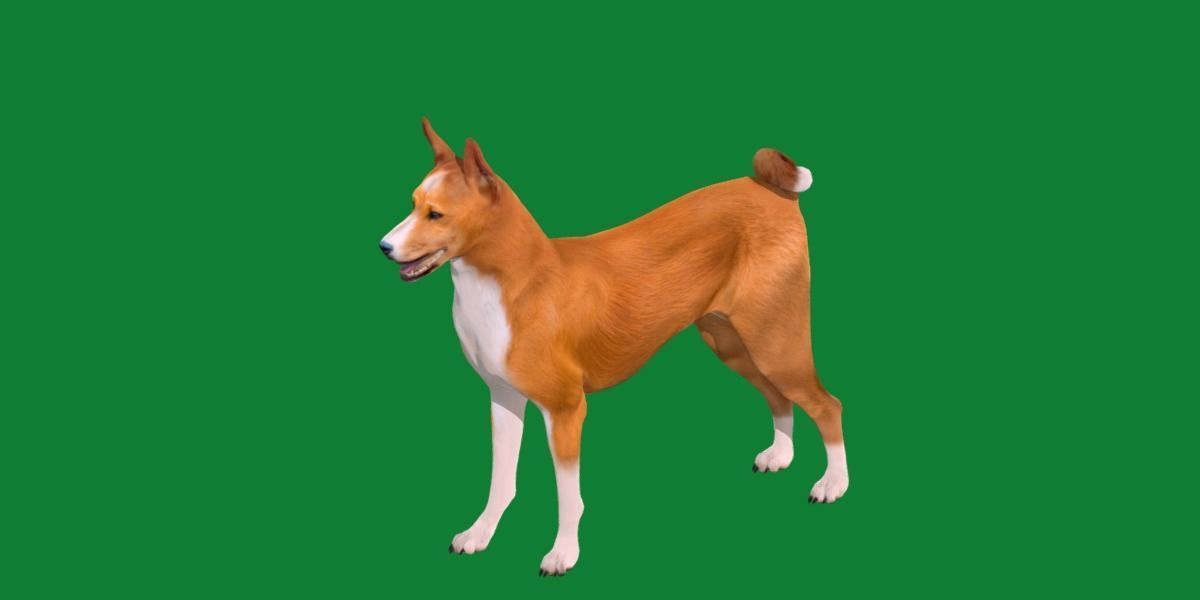Basenji Dog 3D model_8