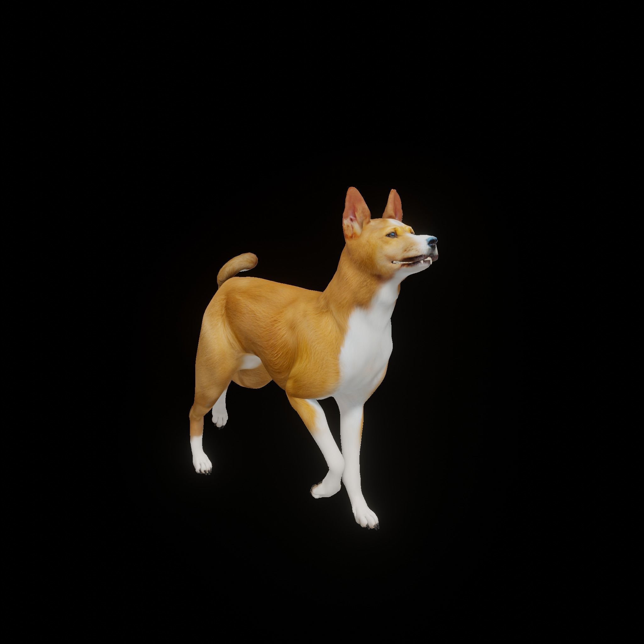 Basenji Dog 3D model_3