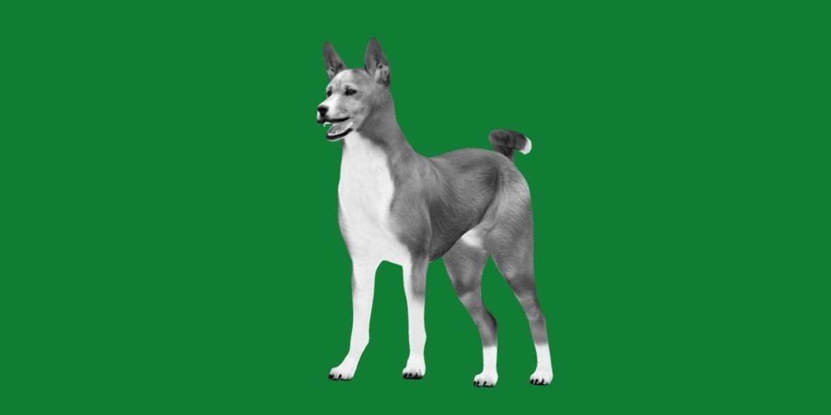 Basenji Dog 3D model_9